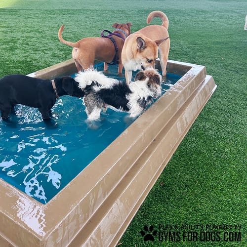Cool Dog Splash Pool preview 3