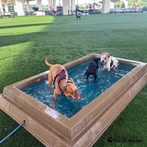 Cool Dog Splash Pool preview 4
