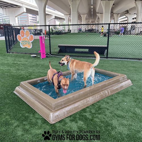 Cool Dog Splash Pool preview 5