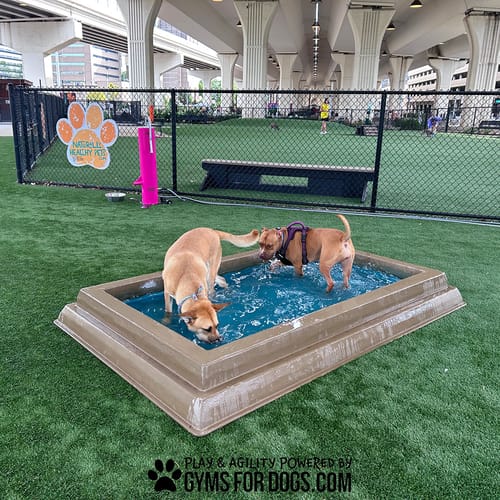 Cool Dog Splash Pool preview 6