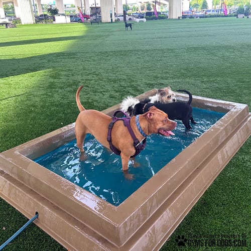 Cool Dog Splash Pool preview 7