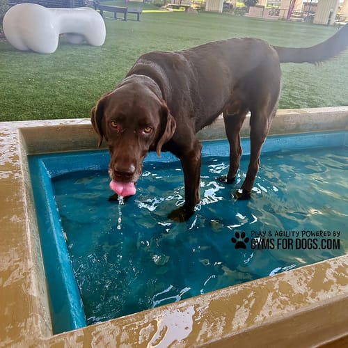 Cool Dog Splash Pool preview 8