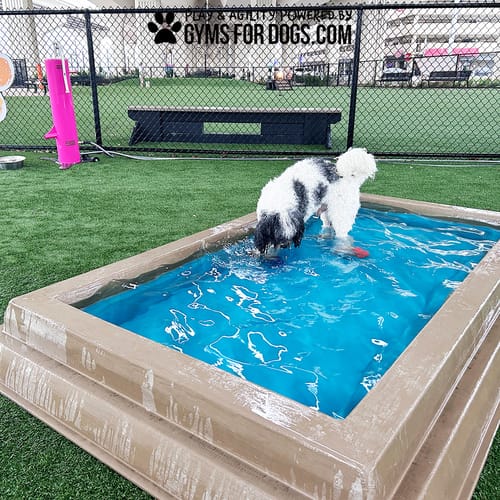 Cool Dog Splash Pool preview 9