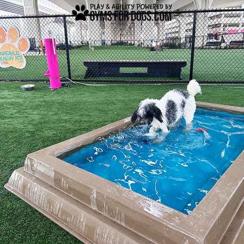 Cool Dog Splash Pool preview 10