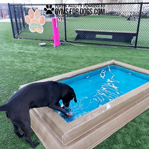 Cool Dog Splash Pool preview 11