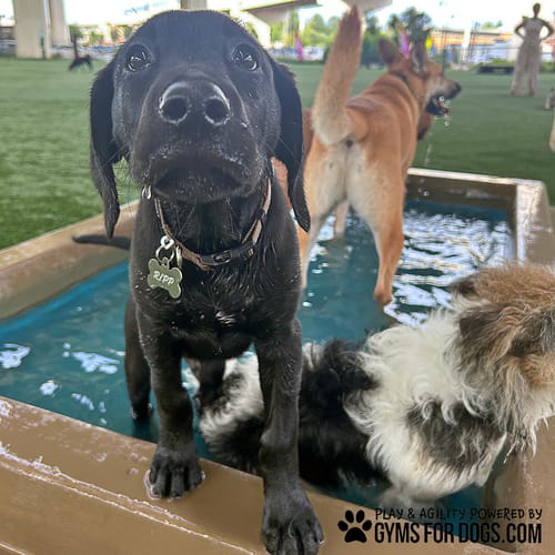 Cool Dog Splash Pool preview 12