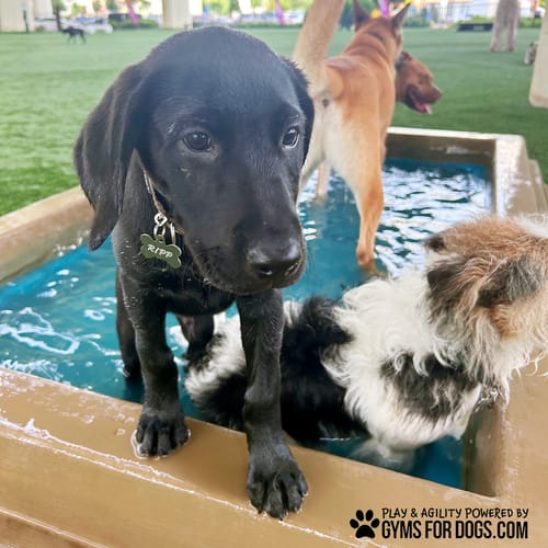 Cool Dog Splash Pool preview 13