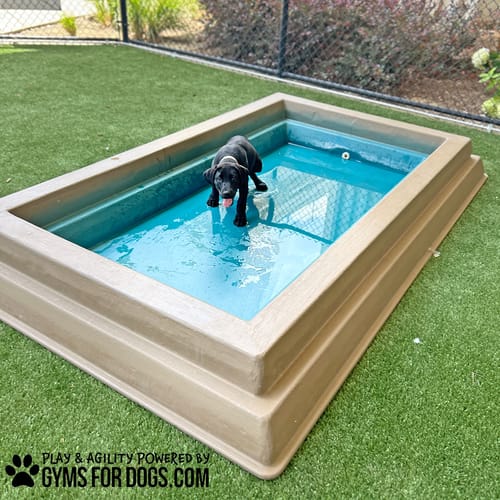 Cool Dog Splash Pool preview 14