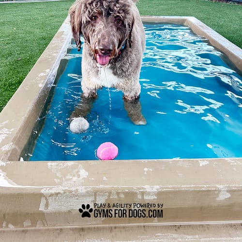 Cool Dog Splash Pool preview 16