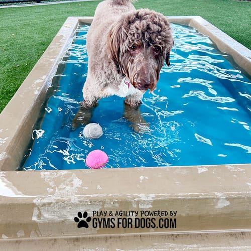 Cool Dog Splash Pool preview 17