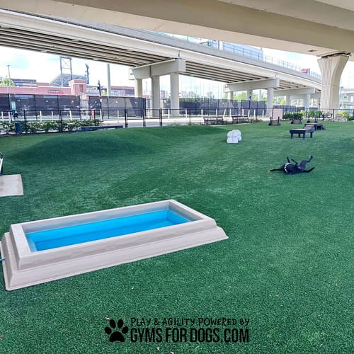 Cool Dog Splash Pool preview 18