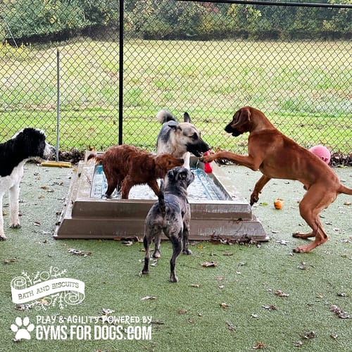Cool Dog Splash Pool preview 19