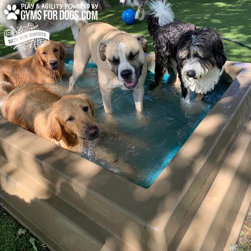 Cool Dog Splash Pool preview 20