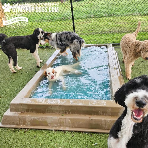 Cool Dog Splash Pool preview 21