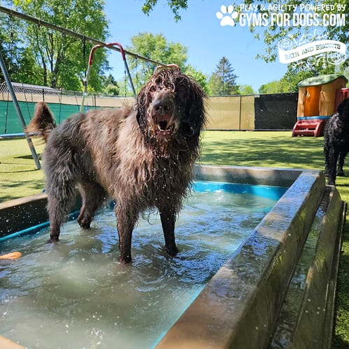 Cool Dog Splash Pool preview 22