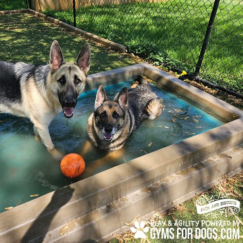 Cool Dog Splash Pool preview 23