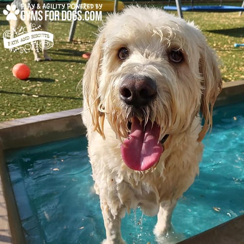 Cool Dog Splash Pool preview 24