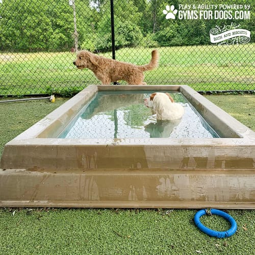 Cool Dog Splash Pool preview 25