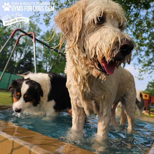 Cool Dog Splash Pool preview 27