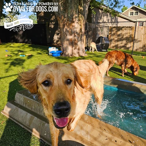 Cool Dog Splash Pool preview 28