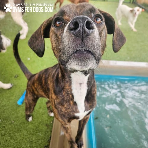 Cool Dog Splash Pool preview 29