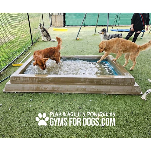 Cool Dog Splash Pool preview 30