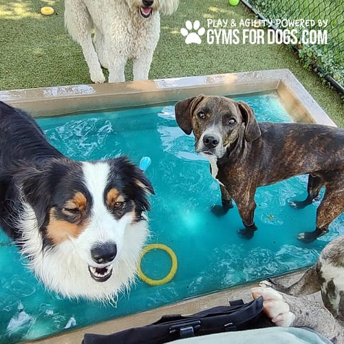 Cool Dog Splash Pool preview 31