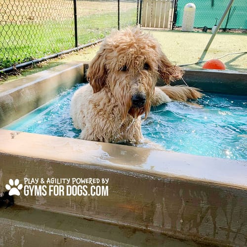 Cool Dog Splash Pool preview 32