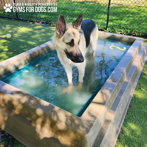 Cool Dog Splash Pool preview 33