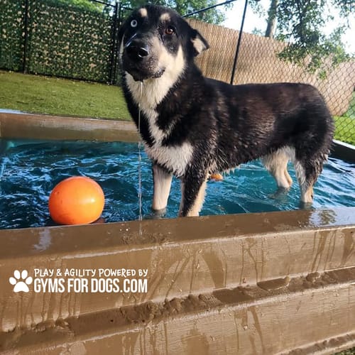 Cool Dog Splash Pool preview 34