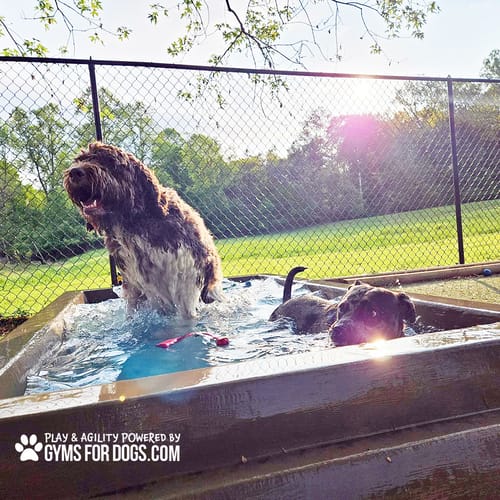 Cool Dog Splash Pool preview 35