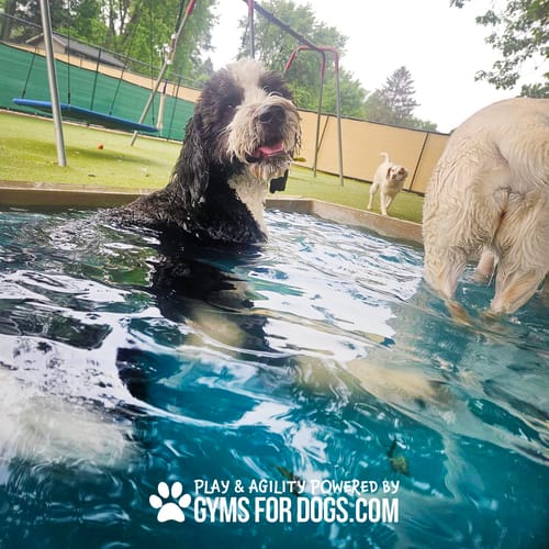 Cool Dog Splash Pool preview 36