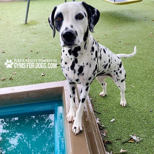 Cool Dog Splash Pool preview 37