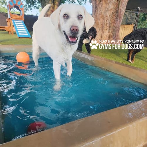 Cool Dog Splash Pool preview 38