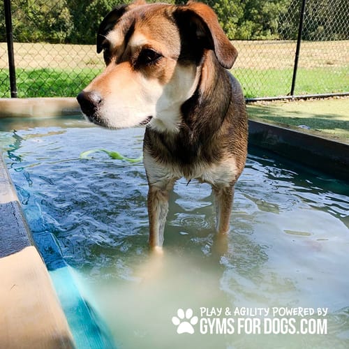 Cool Dog Splash Pool preview 39