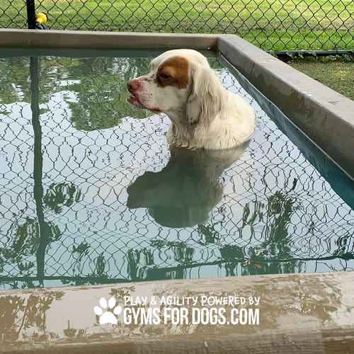 Cool Dog Splash Pool preview 40