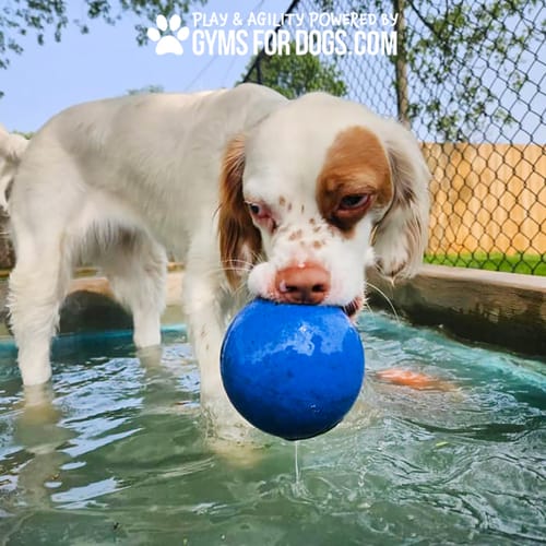 Cool Dog Splash Pool preview 41