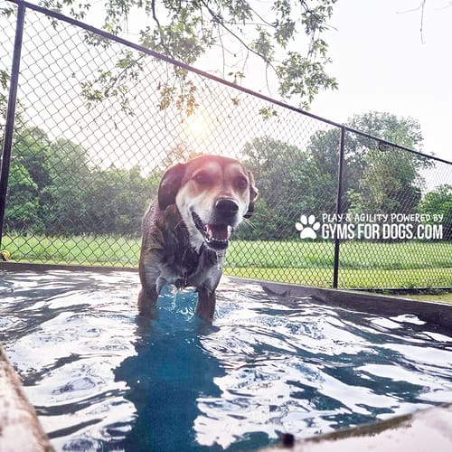 Cool Dog Splash Pool preview 42