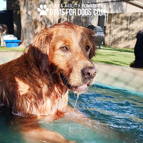 Cool Dog Splash Pool preview 43