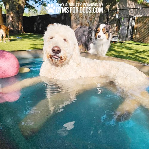 Cool Dog Splash Pool preview 44