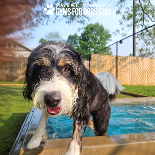 Cool Dog Splash Pool preview 45