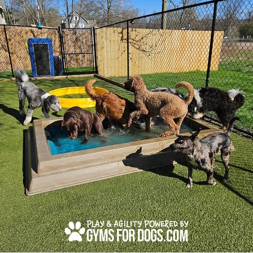 Cool Dog Splash Pool preview 46