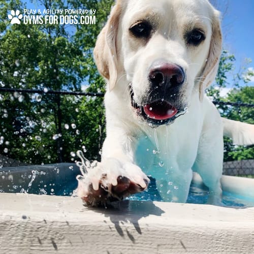 Cool Dog Splash Pool preview 47