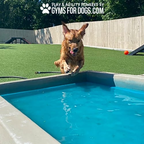 Cool Dog Splash Pool preview 49