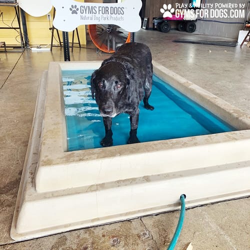 Cool Dog Splash Pool preview 50