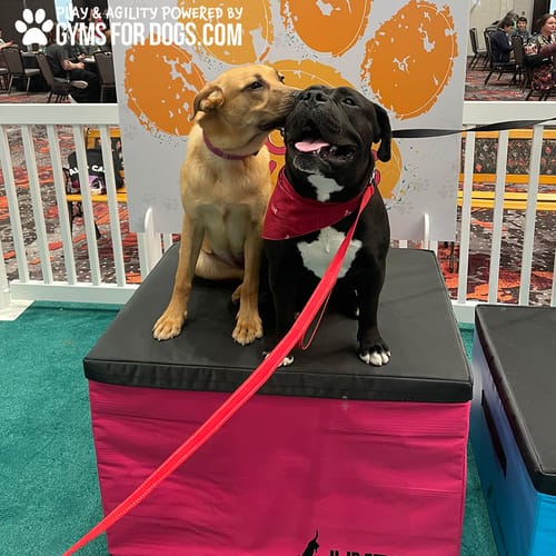Jump Dog - Indoor Play & Train preview 5