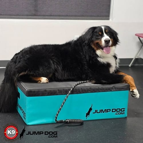 Jump Dog - Indoor Play & Train preview 7