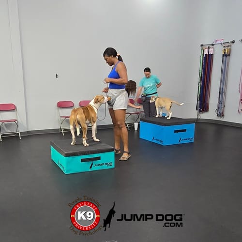 Jump Dog - Indoor Play & Train preview 9