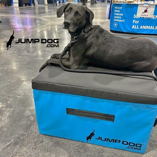 Jump Dog - Indoor Play & Train preview 15