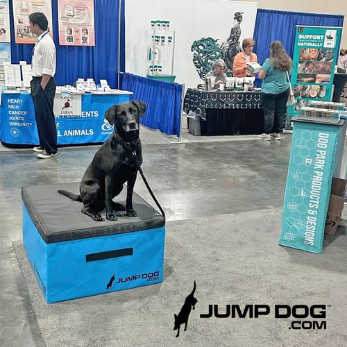 Jump Dog - Indoor Play & Train preview 16